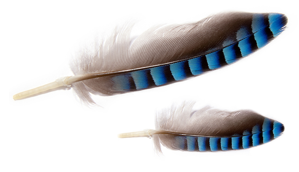 Delta Blue Jay Piuma