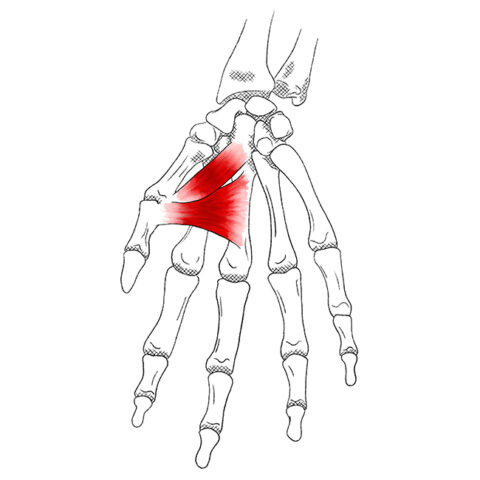 descubre-como-fortalecer-el-musculo-abductor-del-pulgar.jpg