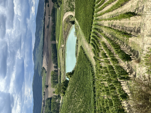 Vigne, IGT, Rosso e Brunello