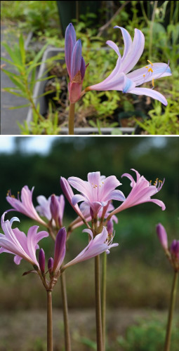 Lycoris_insularis.jpg