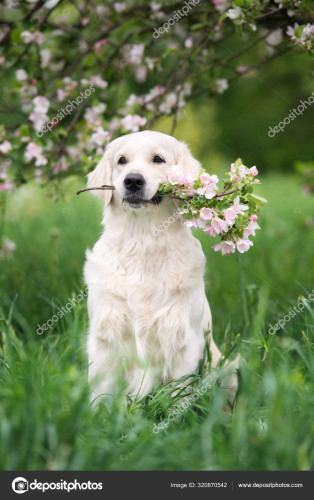 depositphotos_320870542-stock-photo-golden-retriever-dog-holding-blooming.jpg