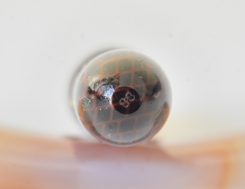 ANT_5456 rid.jpg
