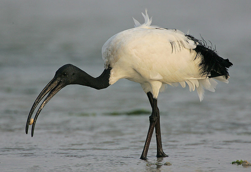 02. Threskiornis aethiopicus - Ibis sacro.jpg