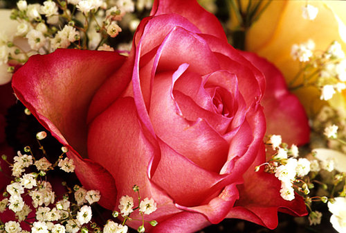 rosa-e-fiori-nebbia-gypsophila.jpg