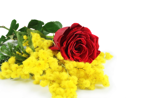 134-rosa_rossa_mimosa.jpg