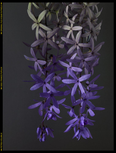 Petrea volubilis (1) ©FP.jpg