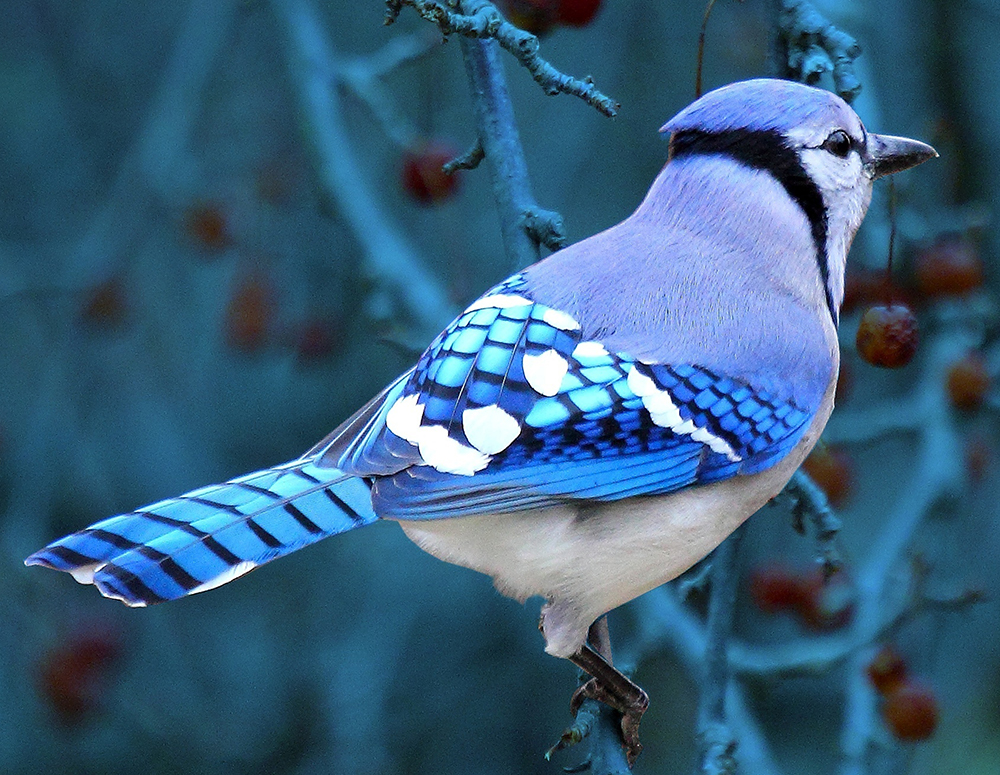 Blue Jay