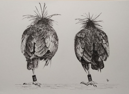 Ibis Eremita sketchink LZ.jpg